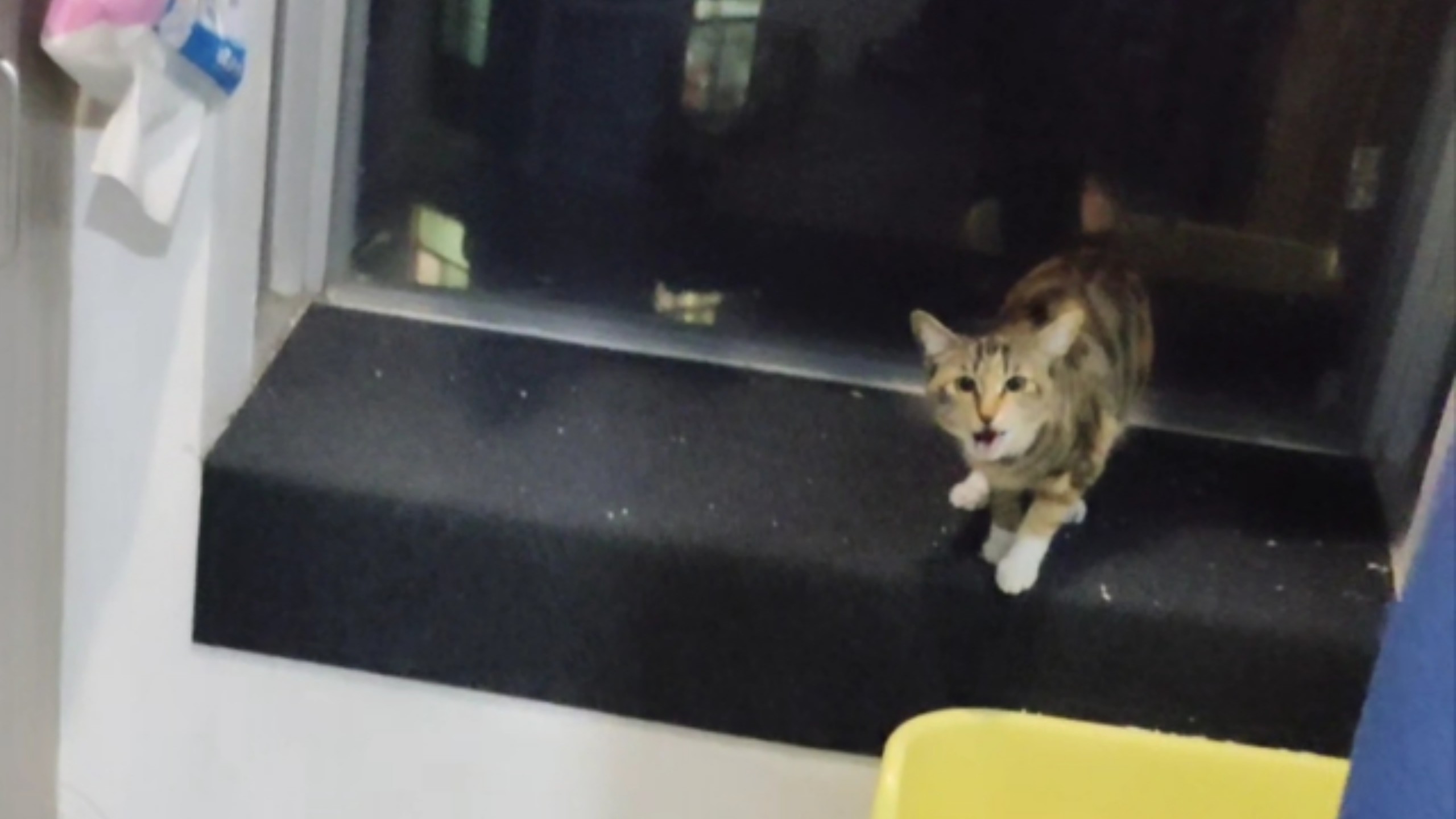 过完年回来，猫猫已经不认识我了