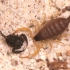 【蝎子】多绒副杀牛蝎（Parabuthus villosus）幼体对强壮类蝎（Scorpiops validus）幼体尸