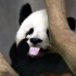 大熊猫能有什么坏心思呢？
