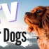 【搬运】给狗狗看的电视 TV for Dogs!Videos for Dogs To Watch to SLEEP|Do