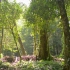 空镜头视频 树林雨林树木夏季 素材分享