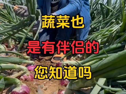 蔬菜也是有伴侣的您知道吗