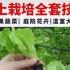 大棚蔬菜种植技术教程