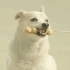 泰国超暖心广告：狗狗的报恩~我的梦中情狗啊啊啊啊啊啊