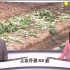 【粤语TVB】酷热天气影响香港农业