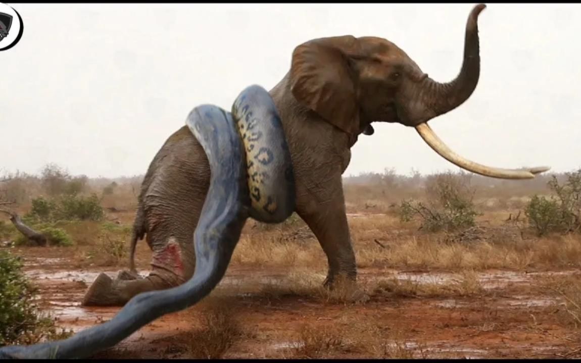 大象在与太强壮的巨蟒搏斗时失败了