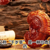 灵芝功效作用与主治，探索灵芝神奇功效与医疗应用