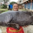 大儿子寄回1条40多斤巨型石斑鱼，做成鱼松全家人抢着吃，不花钱的鱼就是好吃！