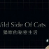 【纪录片】猫咪的秘密生活.Wild.Side.of.Cats.【3E帝国字幕组-中文特效字幕】
