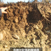土壤剖面（现场解说