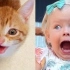 【油菜&橘子酱】猫咪其实就是小孩纸的证据 @柚子木字幕组
