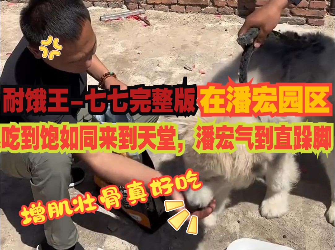 【潘宏训恶犬11】耐饿王-七七完整版 七个月大的阿拉斯加，饿疯了，来到潘宏园区狗粮吃到饱如同来到天堂 潘宏气跺脚