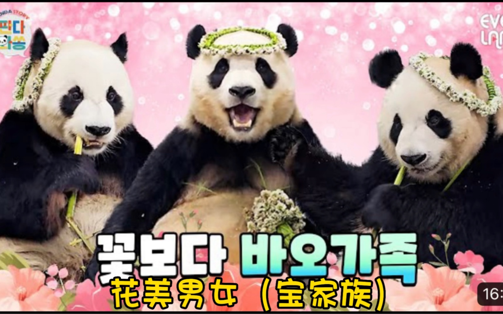 【中字】〈熊猫来啦-20230513cut〉花美男•花美女•花美宝家族的比美大赛