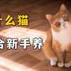什么猫，适合新手养