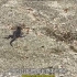 海鬣蜥 VS 游蛇 一次近乎奇迹般的逃脱
