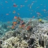 风景 瀑布 小溪 海底世界 海洋鱼类 水母 高清实拍