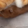 可爱的小猫咪