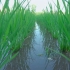 斐诚农业绿色生态的稻田里，稻鸭共生，稻米自然生长成优质的五常大米