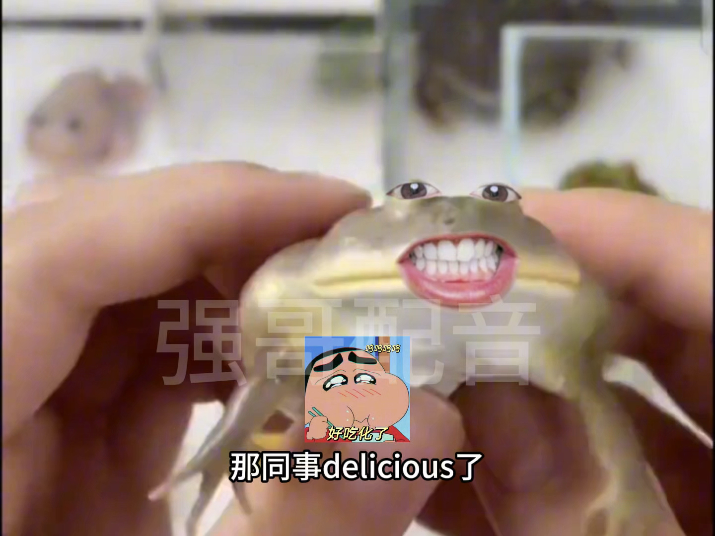 上班先嚼个同事#搞笑 #宠物 #看完不笑算我输