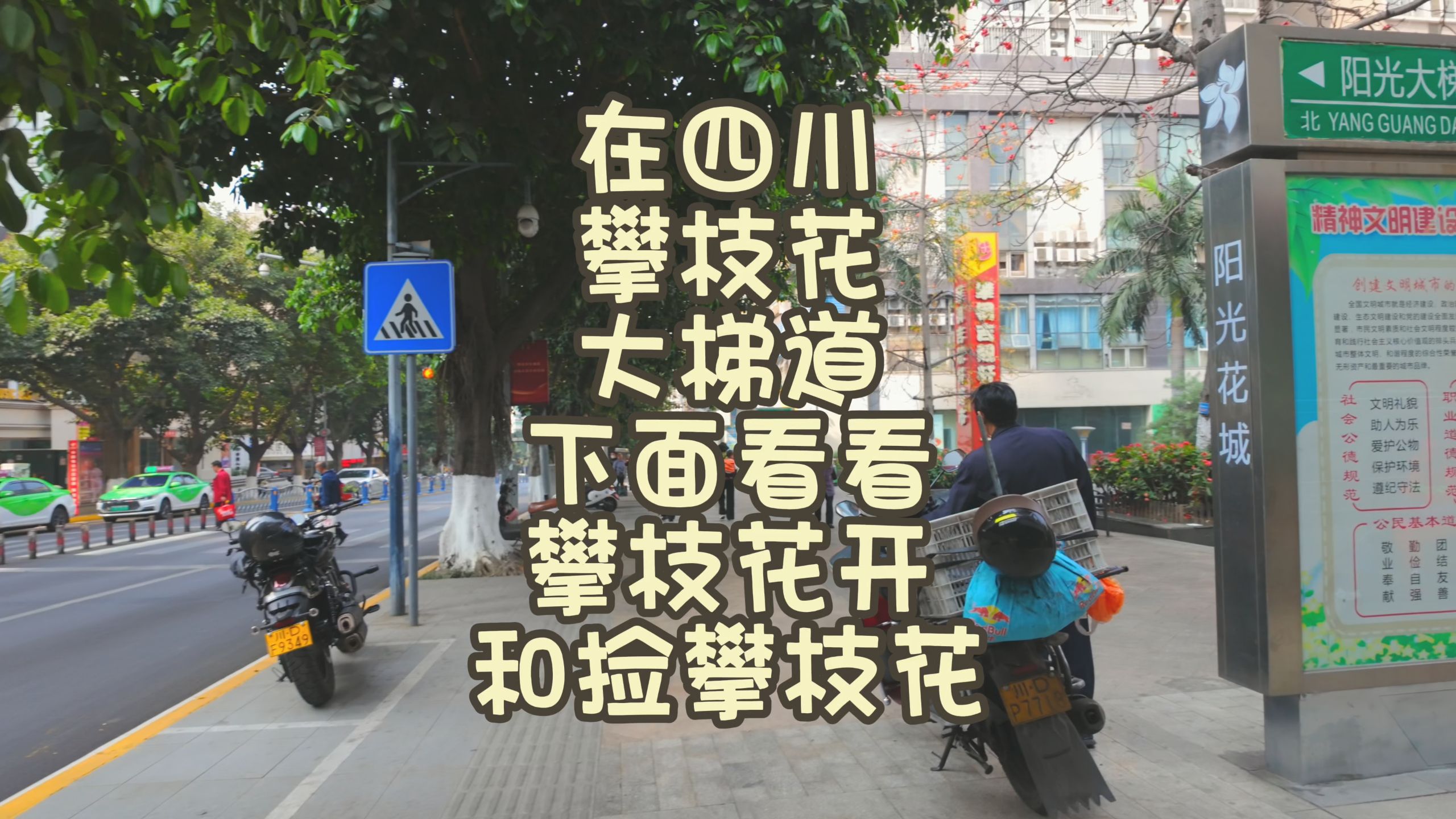 在四川攀枝花大梯道下面看看攀枝花开