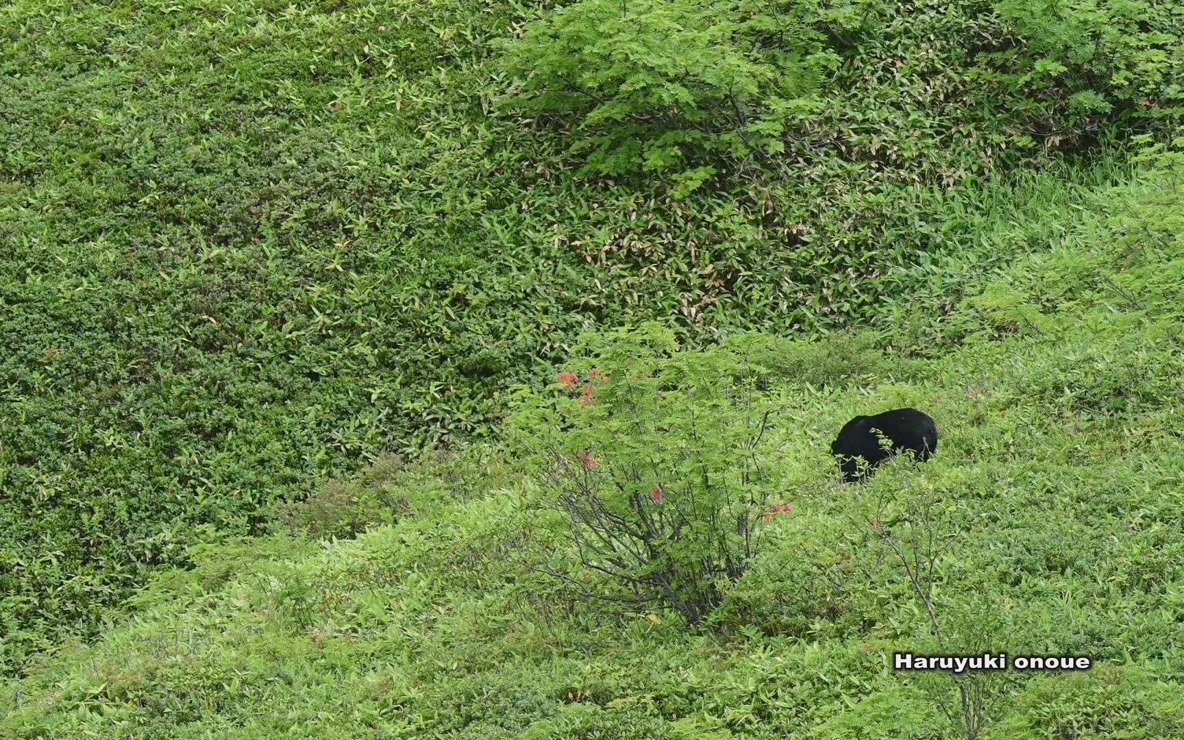 【超清日本】第一视角 来往于万座温泉和山田山口的大熊 (1080P高清版) 2022.8
