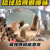 报告！这只小猫舔球舔得很暧昧