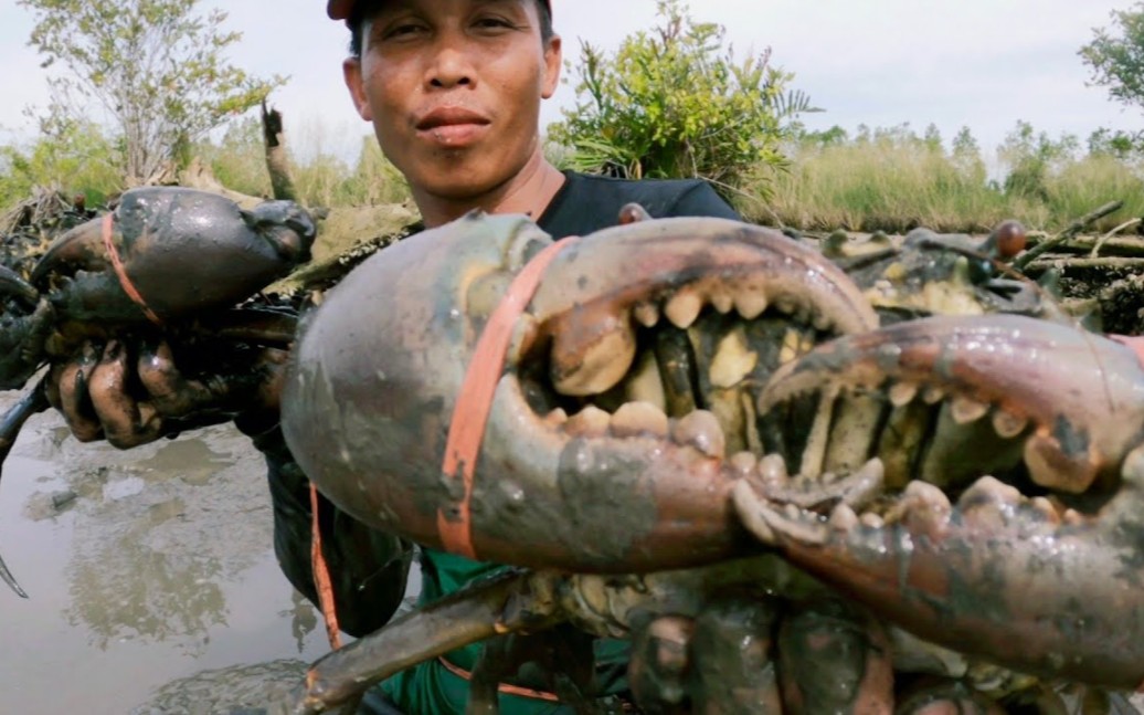 印尼的沙滩退潮后出现大量大青蟹，捉蟹人只捉大公蟹