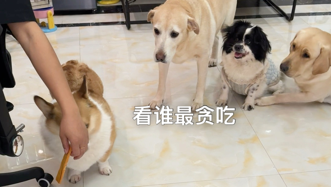 四只狗看谁最贪吃