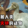被人类吃灭绝的动物有哪些？60亿只被吃到1只不剩，只用了百年