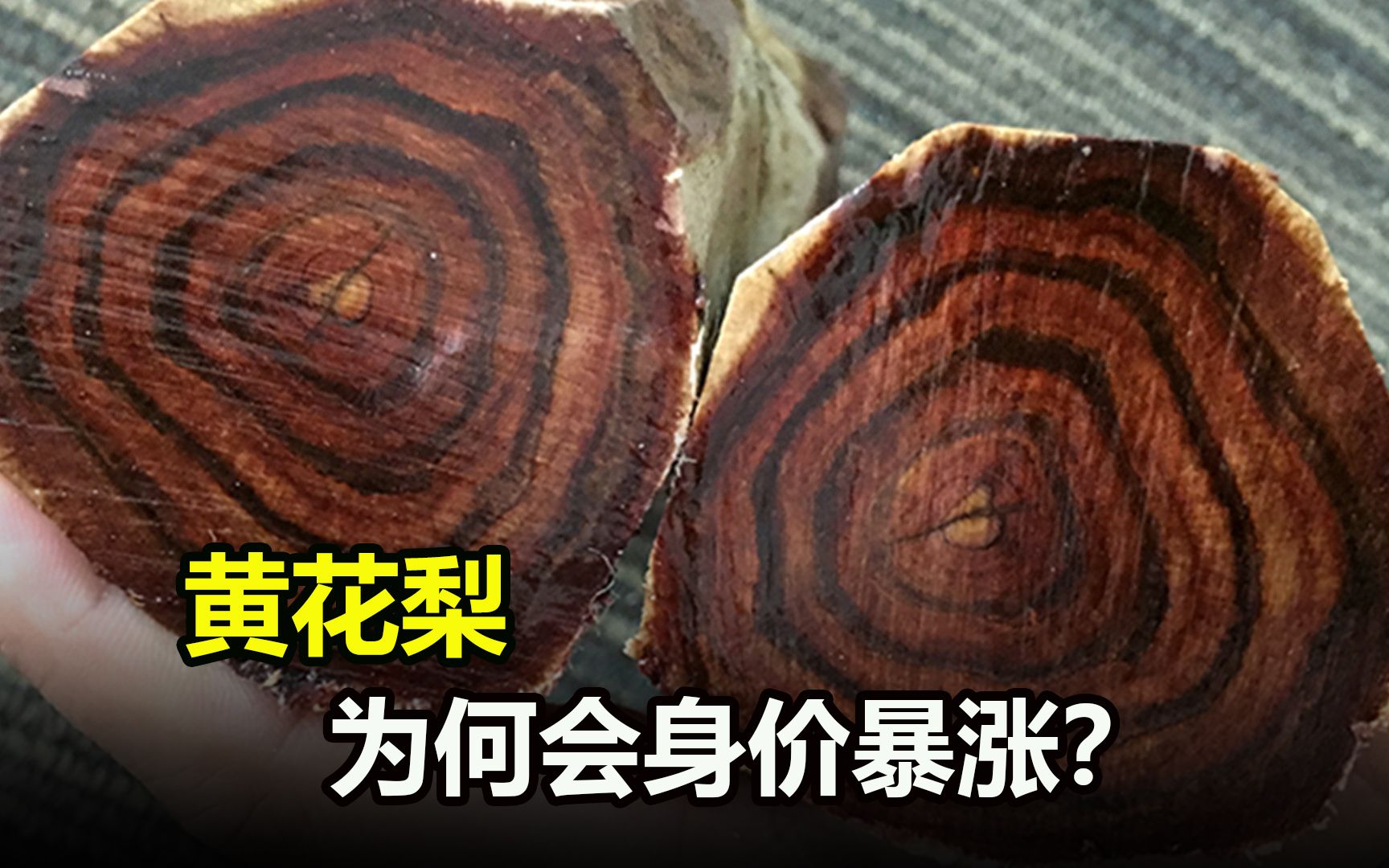 800多万一吨的黄花梨，有什么特别之处？是炒作还是物有所值？