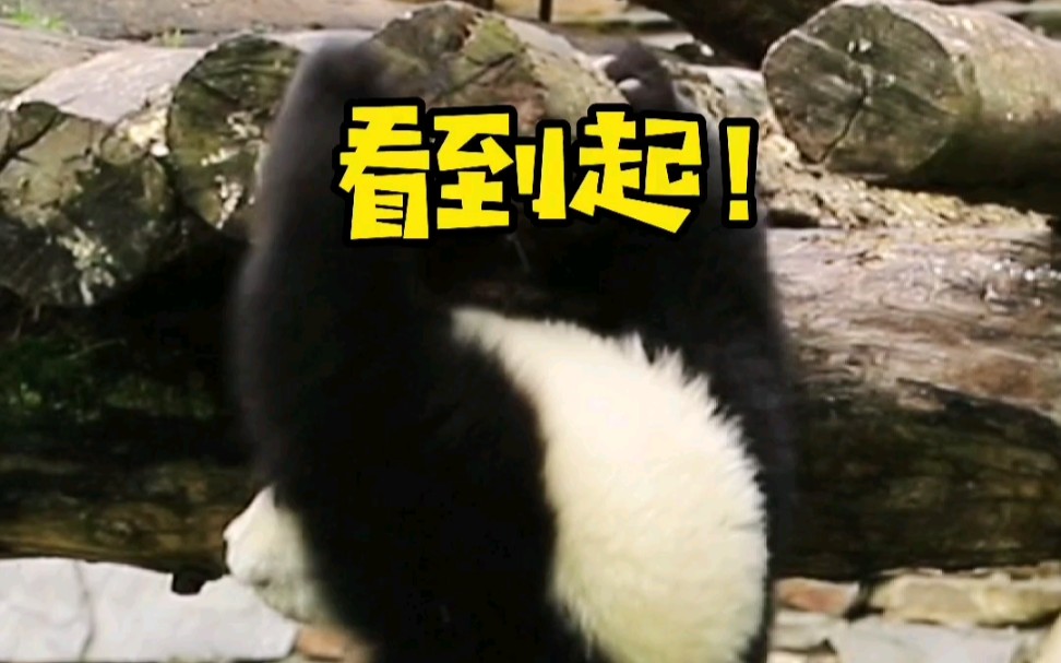 熊猫日常摔跤训练…