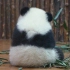 这只熊猫宝宝的小马甲背面是V形的！