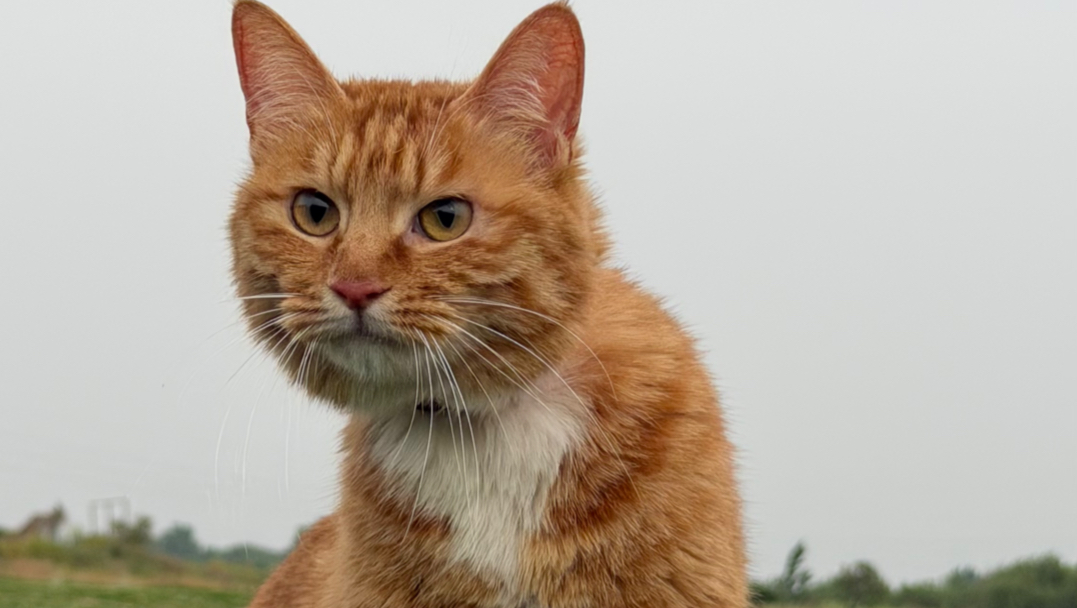 我家猫又进化了