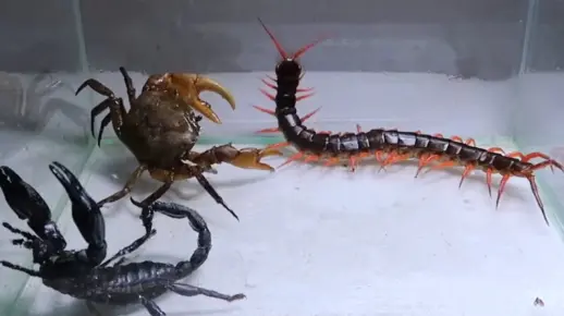 蜈蚣、螃蟹、蝎子，大乱斗！