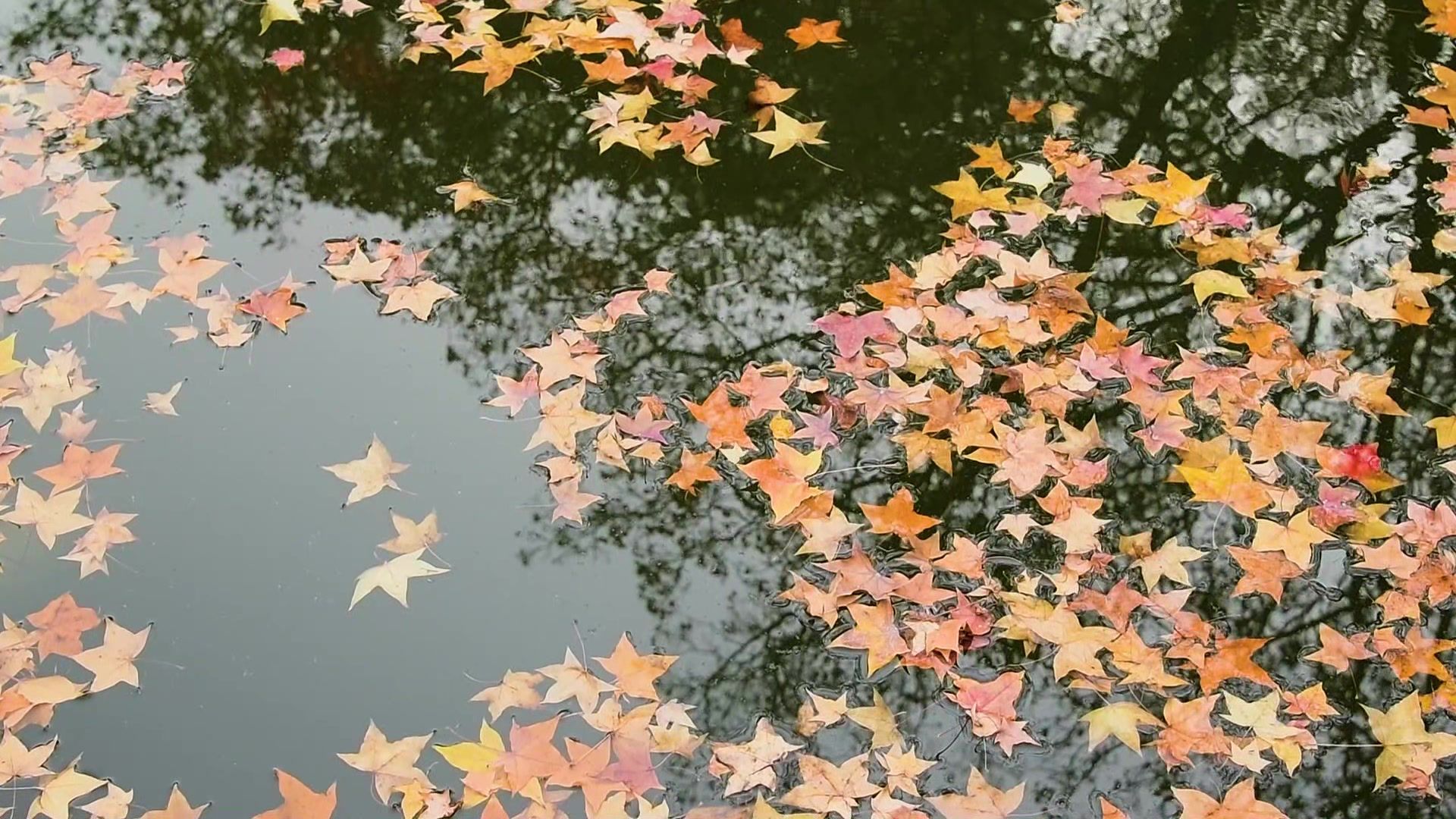 【空镜素材】秋天的落叶3