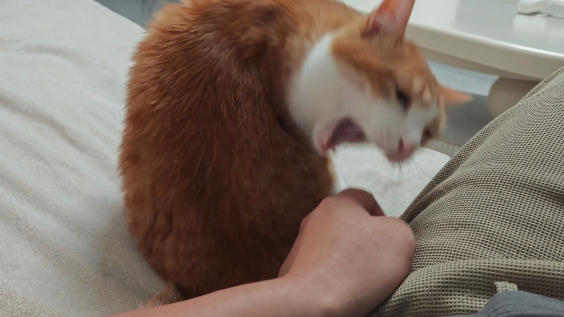猫: 手不要的话我直接啃掉～