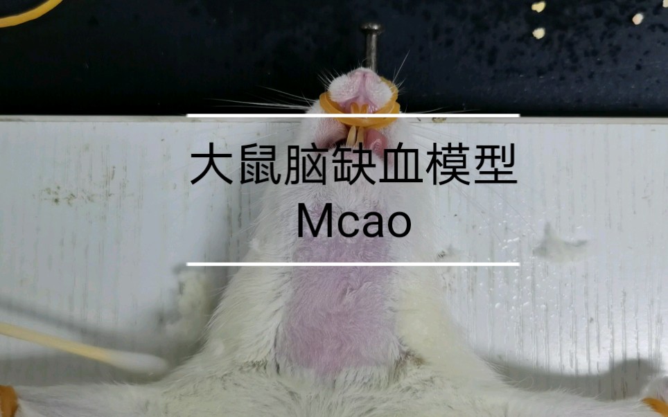 大鼠脑缺血模型mcao动物实验不喜勿点非专业人员请勿模仿