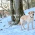 Vlog┃芬兰的冬日生活┃在狗狗岛的圣诞节┃我的治愈生活
