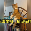 坐没坐相，猫没猫样