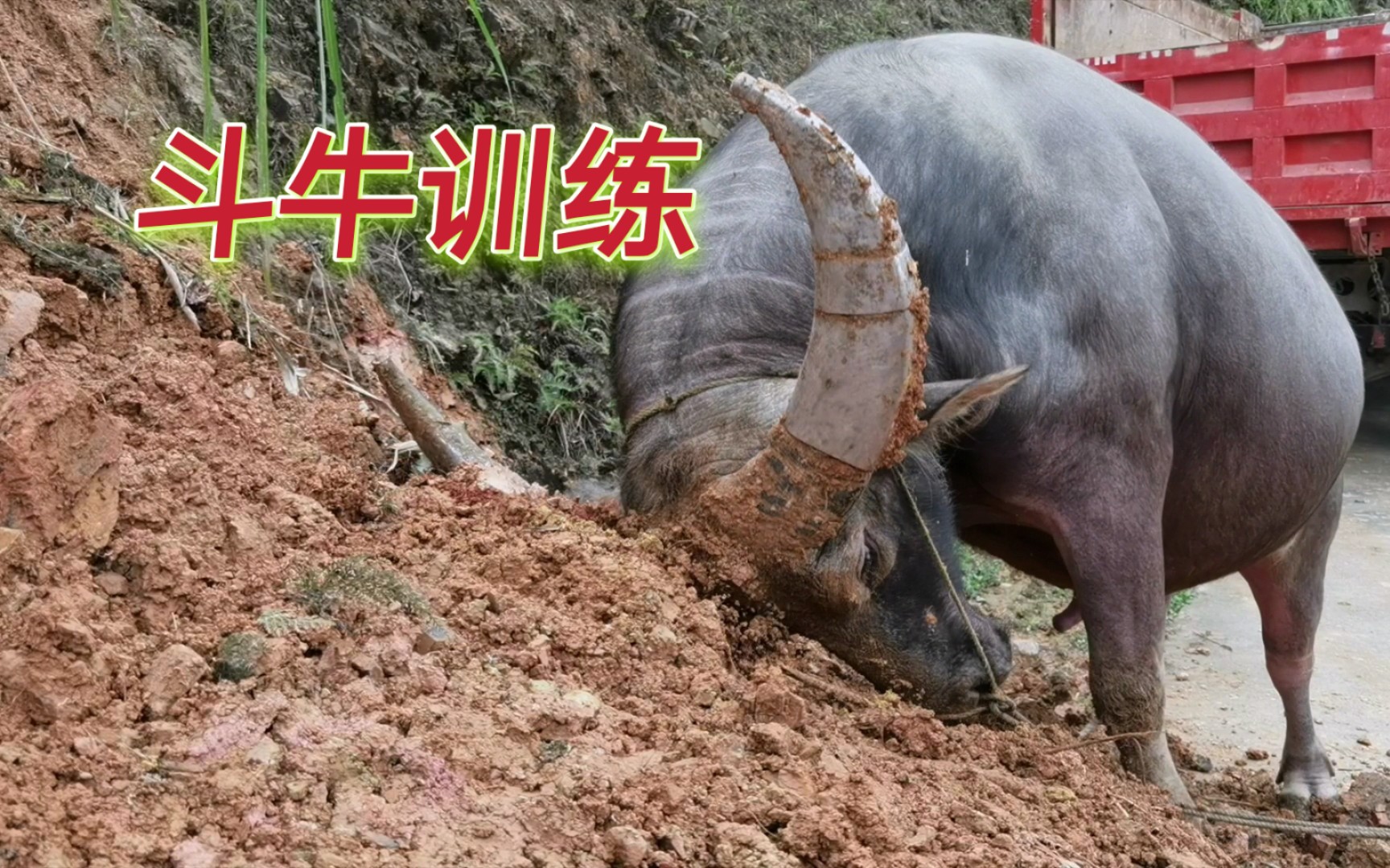 长见识了，贵州小伙带网友看斗牛是如何喂养的，难怪那么壮实威猛！