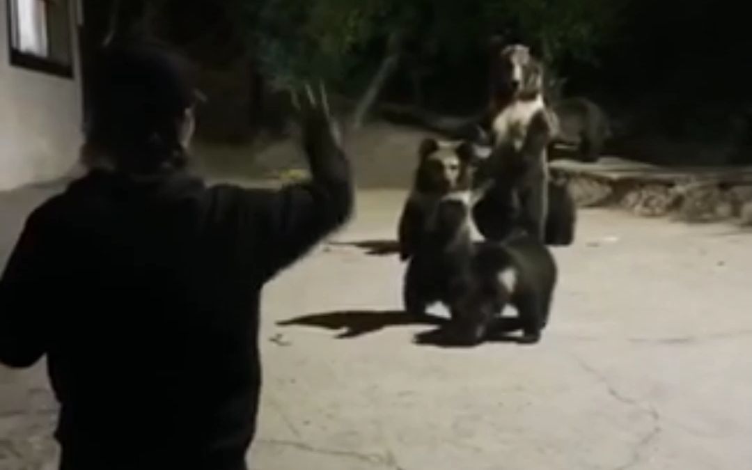 惊心动魄，一家5口野生棕熊觅食与女游客摆手互动！