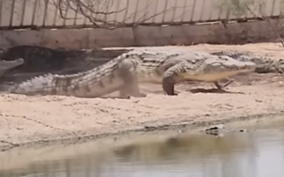 中东鳄鱼养殖场的尼罗鳄据说有5米长的