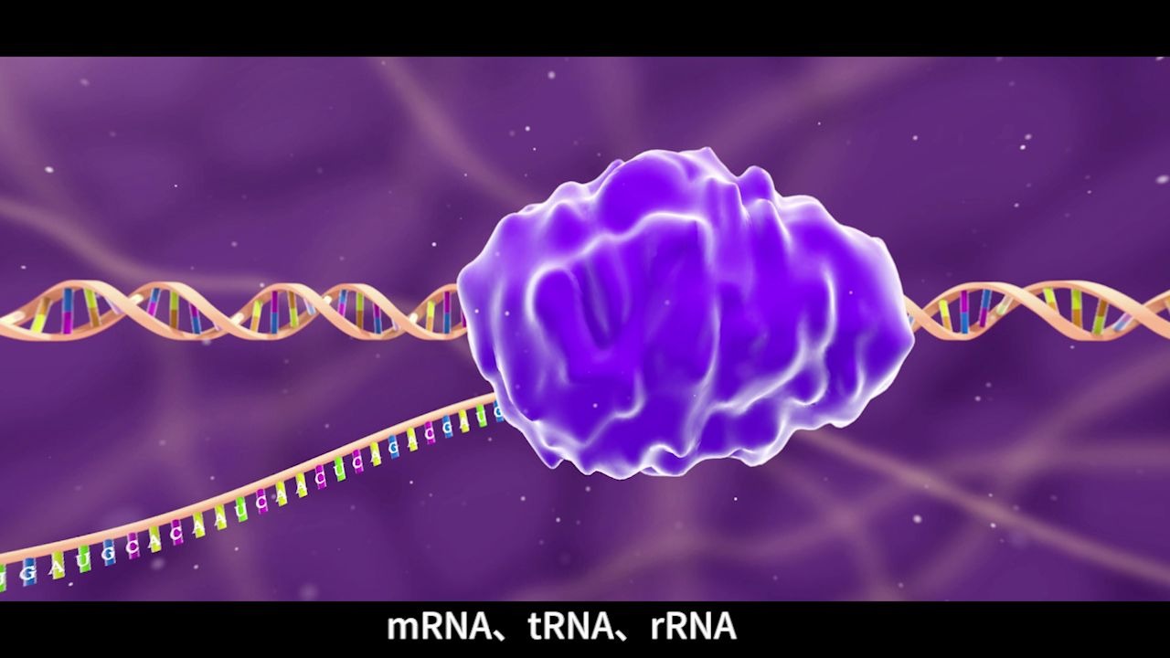 【生物】RNA的种类
