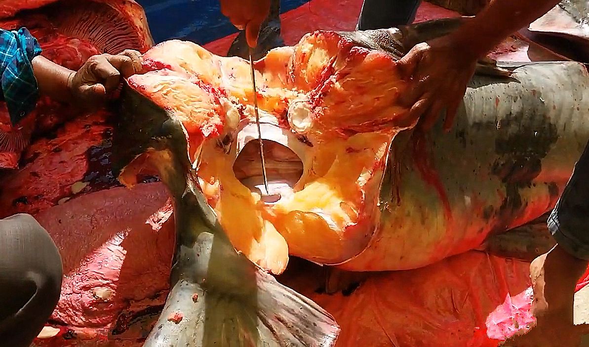 印度人杀301斤的恒河大鱼，切开连鱼肉都是金黄色的，真是开眼界