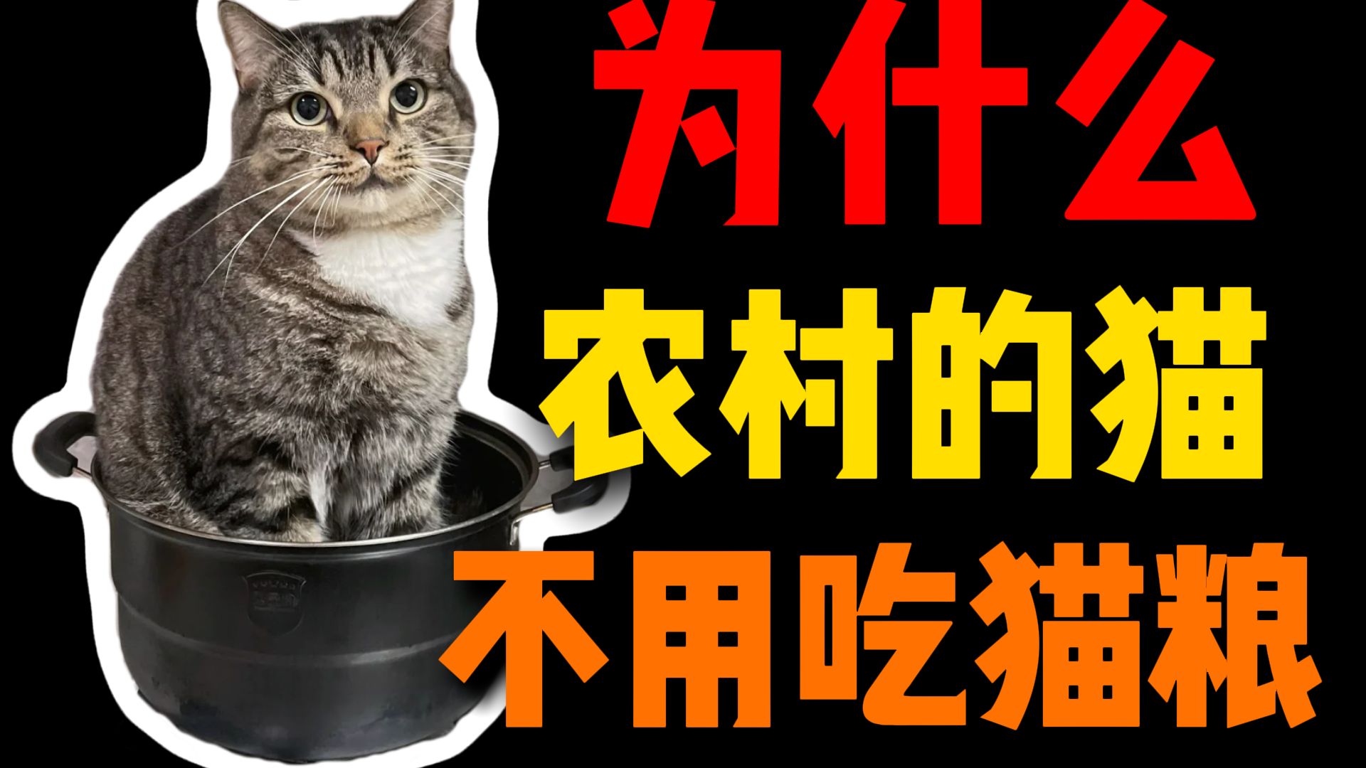 破防了！被老家狸花猫当成要饭的