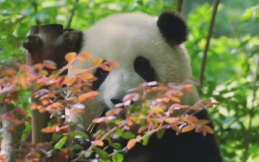 大熊猫和花：窝就直说吧，你看窝美不美吧？！