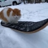 什么！猫，也会滑雪？