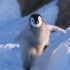 企鹅：滑滑滑滑死本鹅了