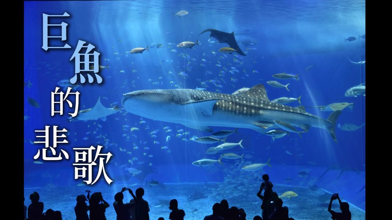 巨鱼的悲歌——国内水族馆和鲸鲨现状