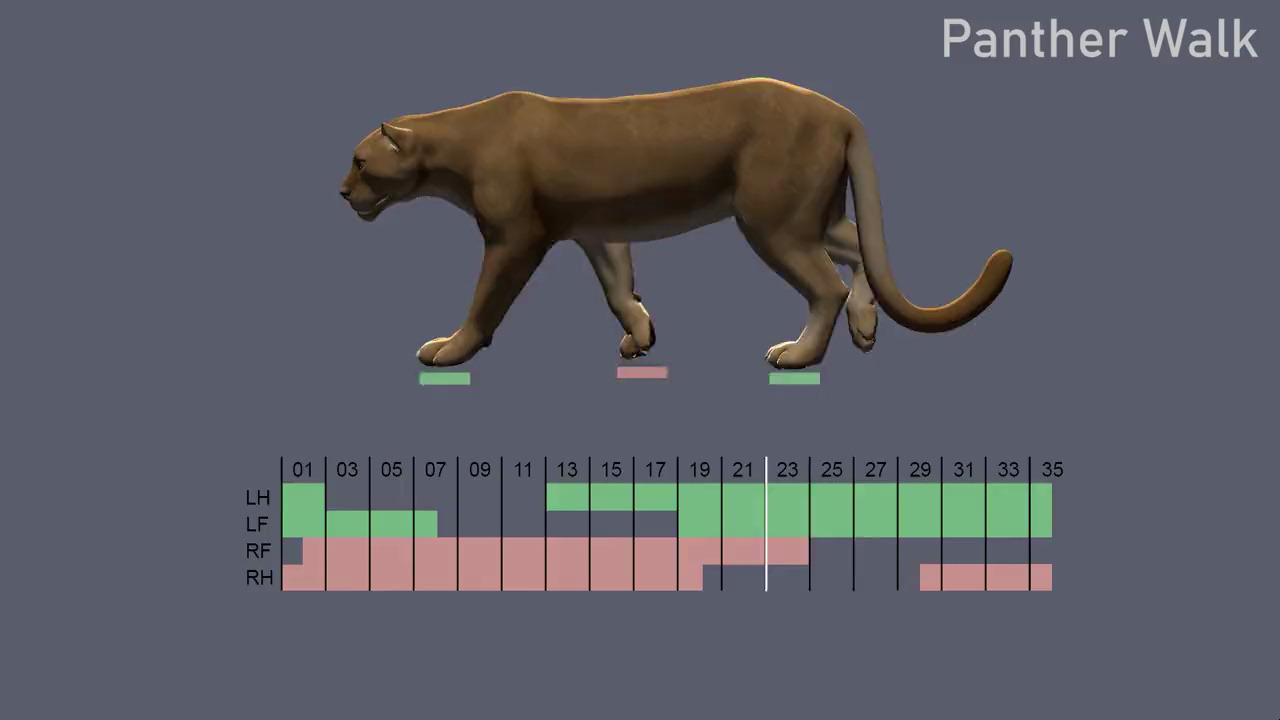 四足动物马，猎豹，狮子走跑动画多视角解析